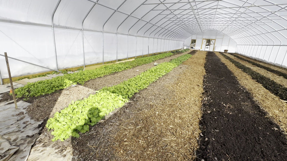 Winter high tunnel crop